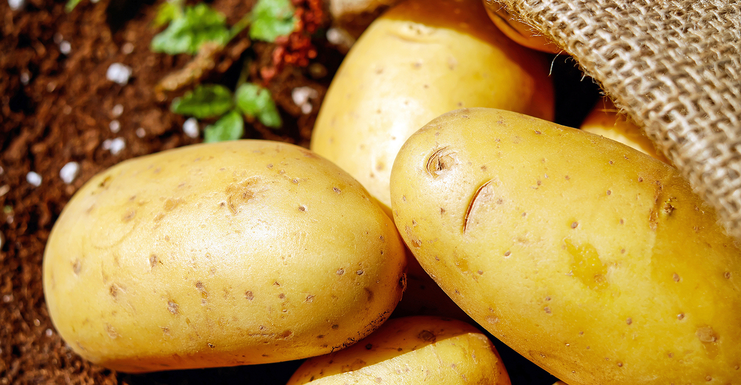 Harvest Potatoes