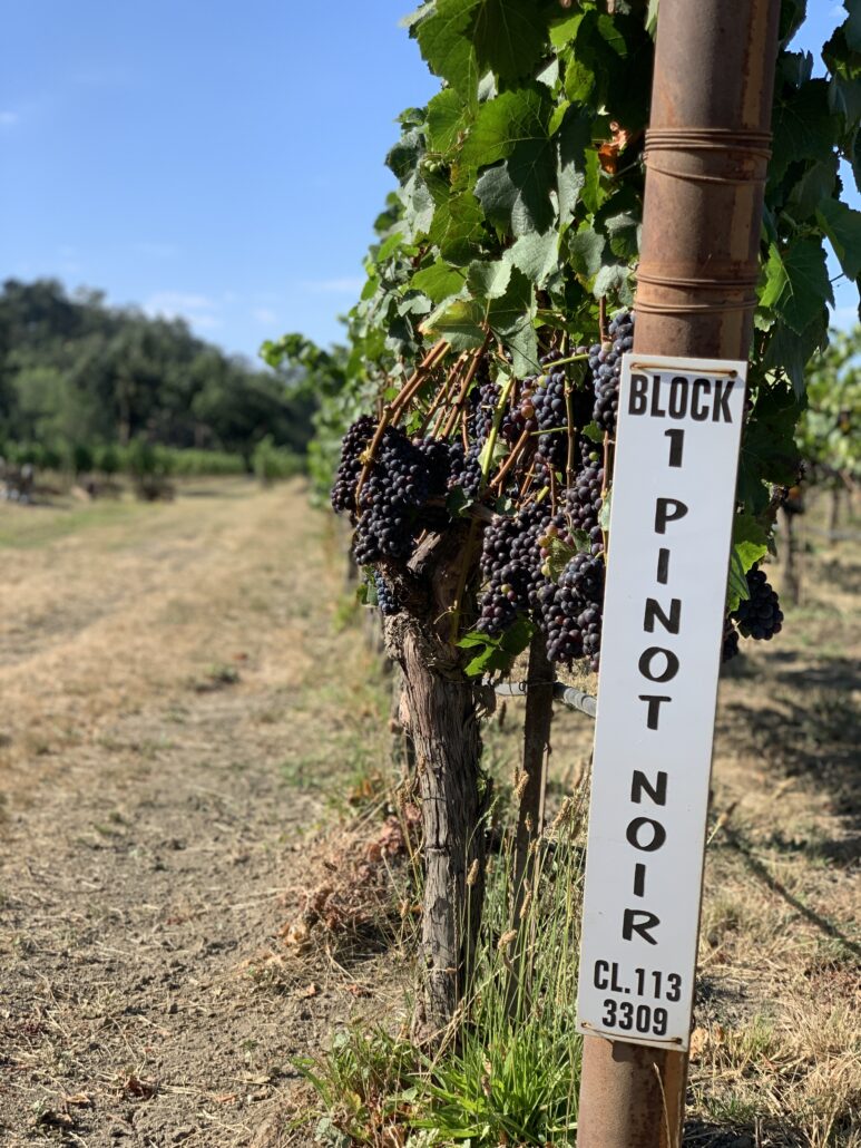 Hopkins River Ranch Pinot Noir